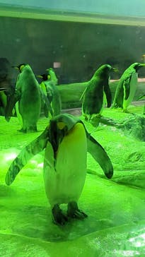 島根県立 しまね海洋館に投稿された画像（2025/8/17）