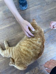 ホワイトサドルに投稿された画像（2025/8/17）