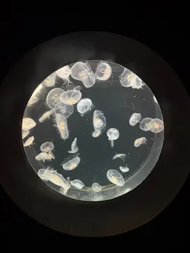 仙台うみの杜水族館に投稿された画像（2025/8/17）