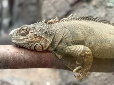名古屋市東山動植物園に投稿された画像（2025/8/18）