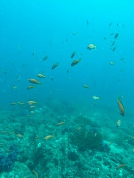 田辺ダイビングサービスに投稿された画像（2025/8/18）