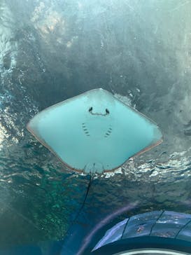 マクセル アクアパーク品川に投稿された画像（2025/8/18）