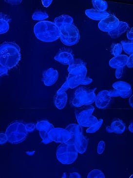 沖縄美ら海水族館に投稿された画像（2025/8/18）