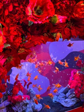 錦鯉・金魚アクアリウム in ときメッセに投稿された画像（2025/8/18）