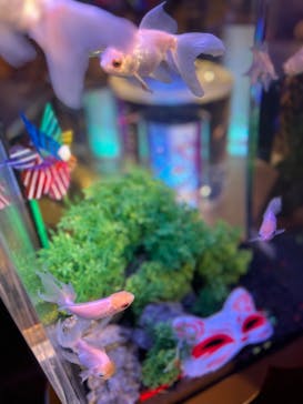 錦鯉・金魚アクアリウム in ときメッセに投稿された画像（2025/8/18）