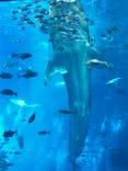 沖縄美ら海水族館に投稿された画像（2025/8/18）