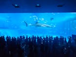 沖縄美ら海水族館に投稿された画像（2025/8/18）