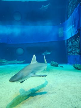 沖縄美ら海水族館に投稿された画像（2025/8/18）