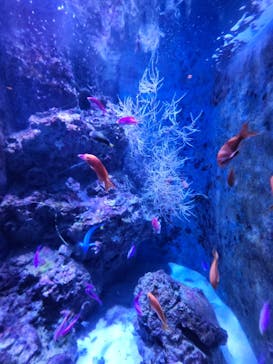 沖縄美ら海水族館に投稿された画像（2025/8/18）