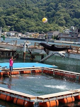 あわしまマリンパークに投稿された画像（2025/8/18）