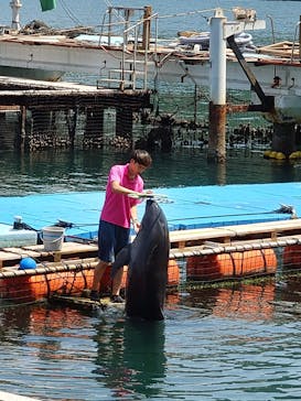 あわしまマリンパークに投稿された画像（2025/8/18）