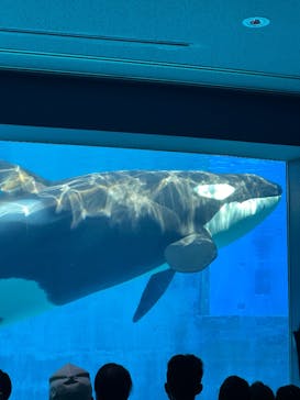 名古屋港水族館に投稿された画像（2025/8/18）