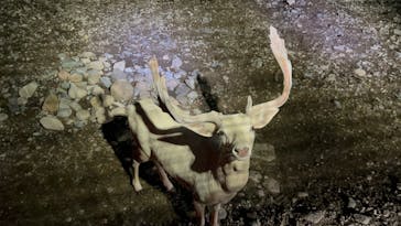 那須サファリパークに投稿された画像（2025/8/18）