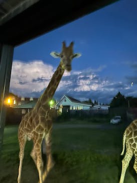 那須サファリパークに投稿された画像（2025/8/18）