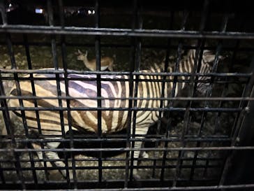 那須サファリパークに投稿された画像（2025/8/18）