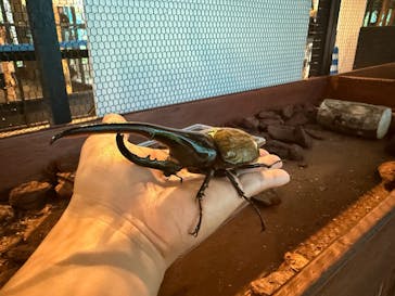 JOYPOLIS 特別イベントスペースに投稿された画像（2025/8/18）