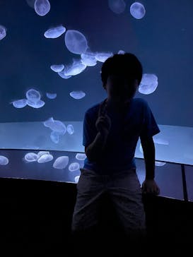 サンシャイン水族館に投稿された画像（2025/8/18）