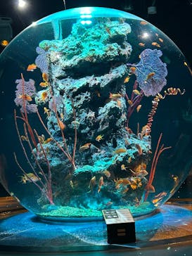 AQUARIUM × ART　atoa×felissimo chocolate museum（フェリシモ チョコレート ミュージアム）に投稿された画像（2025/8/18）