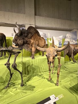 特別展「氷河期展 〜人類が見た4万年前の世界〜」（国立科学博物館）に投稿された画像（2025/8/18）