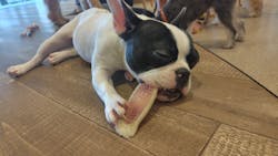 いぬカフェRio イオンモール福岡店に投稿された画像（2025/8/18）