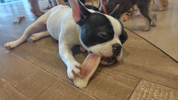 いぬカフェRio イオンモール福岡店に投稿された画像（2025/8/18）