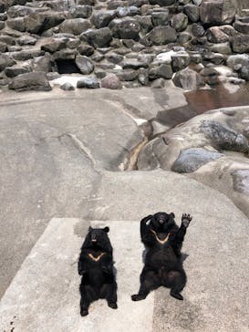 奥飛騨クマ牧場に投稿された画像（2025/8/18）