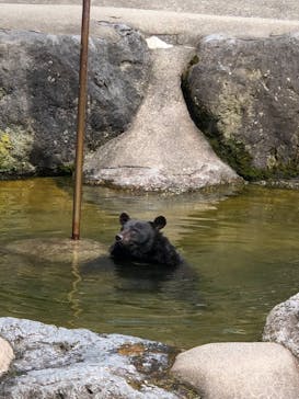 奥飛騨クマ牧場に投稿された画像（2025/8/18）