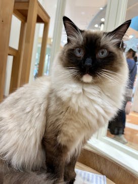 Cat Café MOFF イオンモール木曽川店に投稿された画像（2025/8/18）