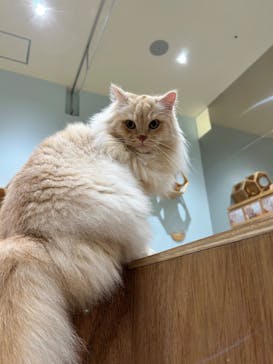Cat Café MOFF イオンモール木曽川店に投稿された画像（2025/8/18）