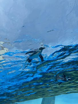 サンシャイン水族館に投稿された画像（2025/8/18）