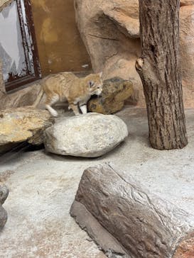 那須どうぶつ王国に投稿された画像（2025/8/18）