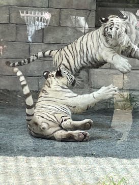 東武動物公園に投稿された画像（2025/8/18）