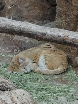 那須どうぶつ王国に投稿された画像（2025/8/18）