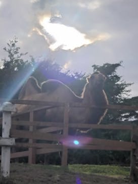 那須どうぶつ王国に投稿された画像（2025/8/18）