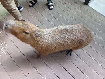 カワスイ 川崎⽔族館に投稿された画像（2025/8/18）