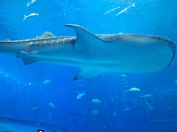 沖縄美ら海水族館に投稿された画像（2025/8/18）