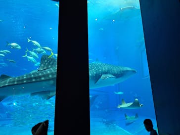 沖縄美ら海水族館に投稿された画像（2025/8/18）