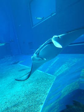 沖縄美ら海水族館に投稿された画像（2025/8/18）