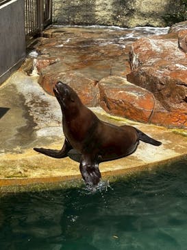 城崎マリンワールドに投稿された画像（2025/8/18）