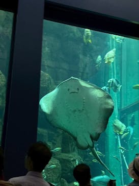 城崎マリンワールドに投稿された画像（2025/8/18）