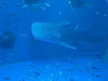 のとじま水族館に投稿された画像（2025/8/18）