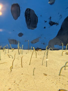 のとじま水族館に投稿された画像（2025/8/18）