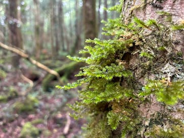 トリップフジ　Trip Fujiに投稿された画像（2025/8/18）