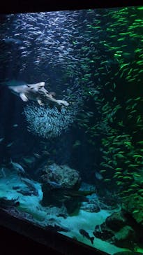 マリンワールド海の中道に投稿された画像（2025/8/18）