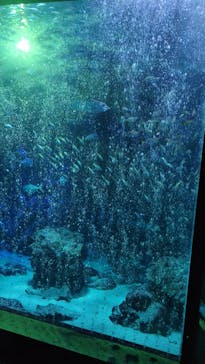 マリンワールド海の中道に投稿された画像（2025/8/18）