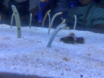 すみだ水族館に投稿された画像（2025/8/18）