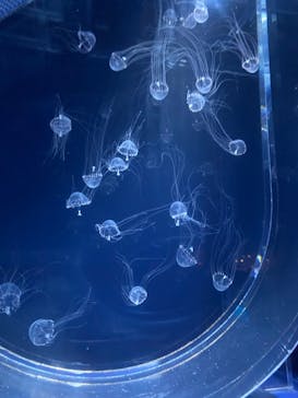 すみだ水族館に投稿された画像（2025/8/18）