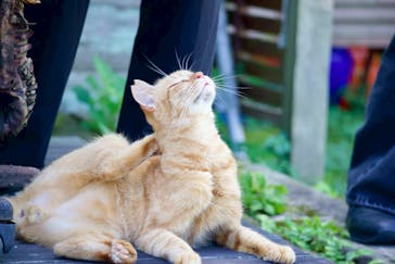 ホワイトサドルに投稿された画像（2025/8/18）