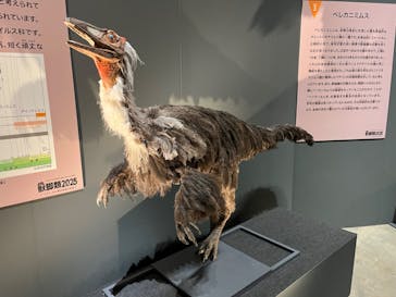 福井県立恐竜博物館に投稿された画像（2025/8/18）