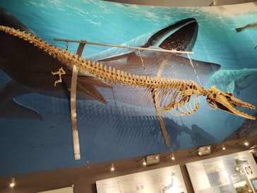 福井県立恐竜博物館に投稿された画像（2025/8/18）